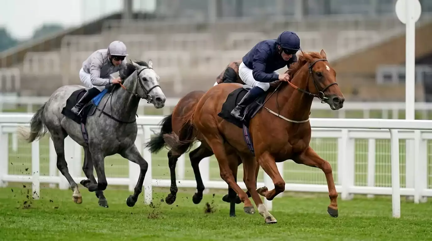 Three thoroughbred racehorses crossing the finish line at a British racecourse, the photo-finish moment that decides place bet payouts under UK rules